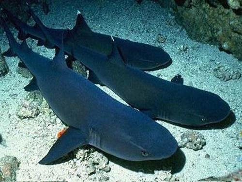 Tiburon-cancún-cueva-tiburones