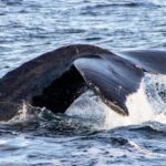 Observa ballenas en Nuevo Vallarta