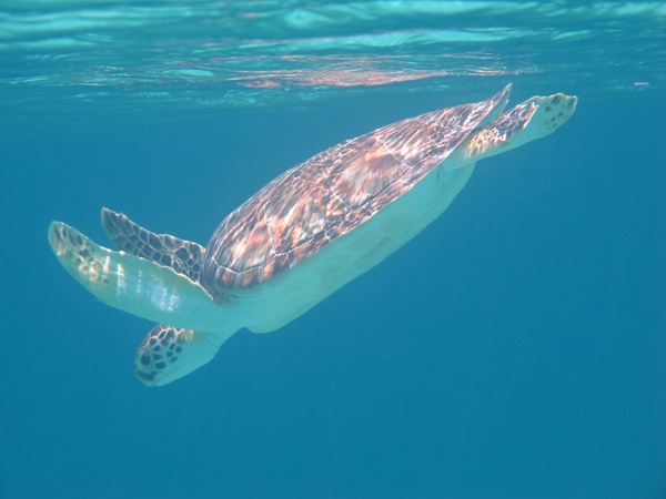 Liberación de tortugas-Punta de Mita-playa-conservación-Nayarit-tortuga en el mar