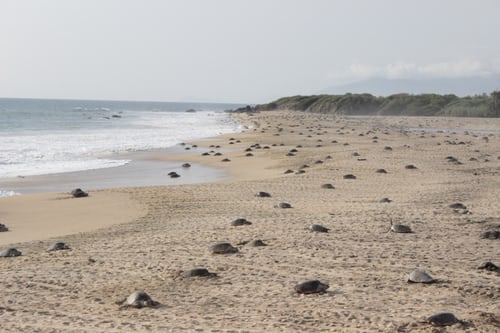 Liberación de tortugas-Punta de Mita-playa-conservación-Nayarit