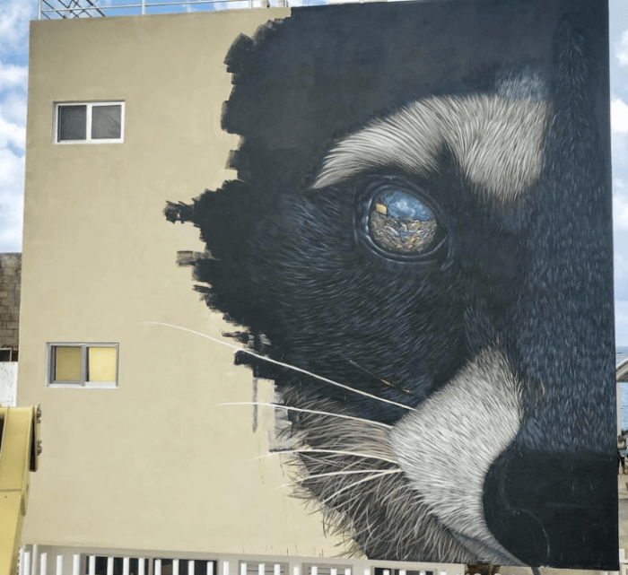 Sea Walls-Cozumel-mapache
